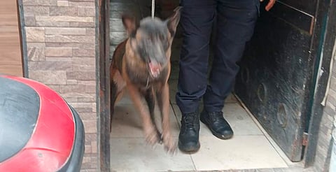 Asegura FGE perros Pastor Belga que presuntamente atacaron a abuelita