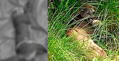 Localizan herido a puma reportado en Pátzcuaro; es trasladado al Zoo de Morelia