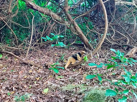 Liberan a tamandúa mexicana tras resguardo en Zoológico de Morelia y Profepa 