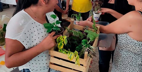 ¿Tienes plantas? Participa en el Trueque con Causa y apoya al CRIT Michoacán