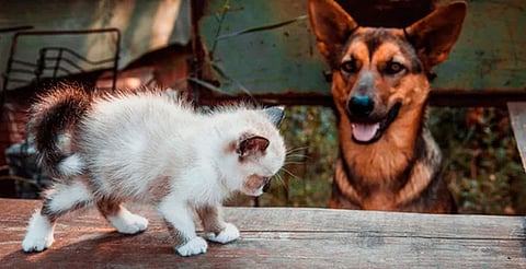 ¡Atención Huandacareo! Habrá jornada gratuita de esterilización para perros y gatos