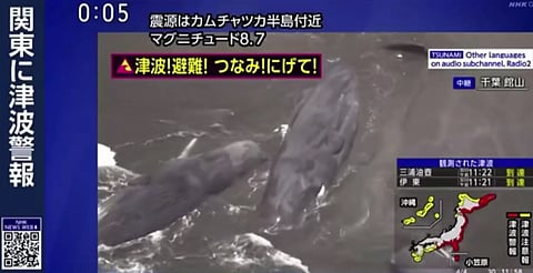 VIDEO: ballenas aparecen varadas en Japón tras terremoto de magnitud 8.7 en Rusia
