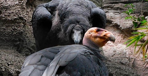 Crías de cóndor nacidas en Chapultepec serán liberadas en Baja California