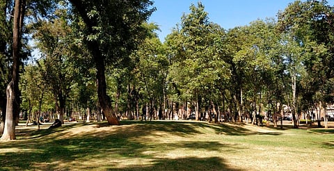 Reforestarán Morelia con 25 mil árboles en la mancha urbana