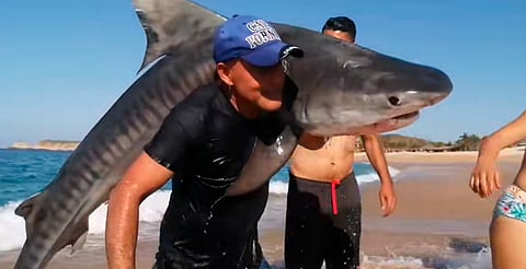 Hombre carga tiburón en la playa de Aquila, Michoacán, y se vuelve viral [Video]