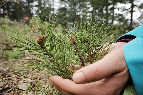 'Reforestanding': planta un árbol y deja huella en el bosque moreliano este 17 de agosto