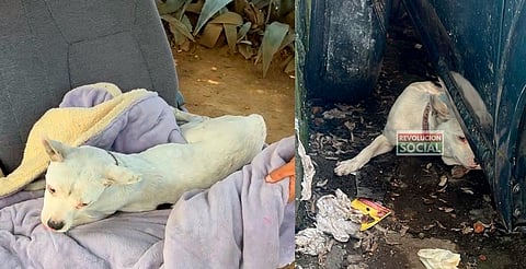Hallan perrito maltratado por policía en Morelia; lo reportan delicado de salud