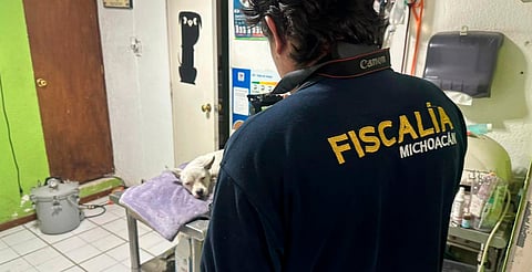 Investiga Fiscalía General hechos registrados al Norte de Morelia, por el delito de crueldad animal