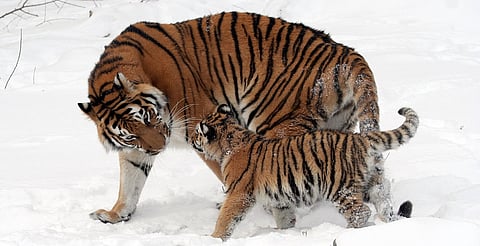 Sacrifican a tres cachorros de tigre siberiano en Leipzig por rechazo materno
