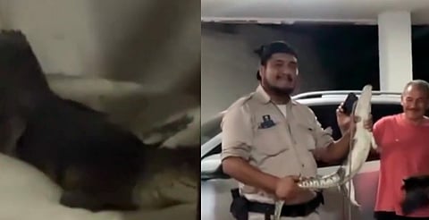 ¡Raza Lacoste! Cocodrilo sorprende a familia en la cama de sus perros [VIDEO]