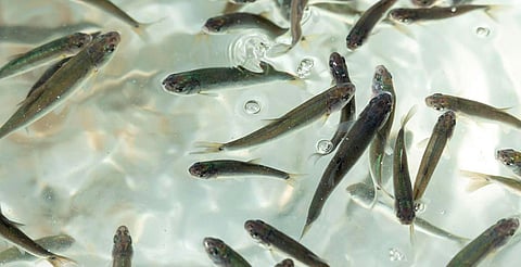 Siembran 15 mil crías de pescado blanco en el lago de Pátzcuaro