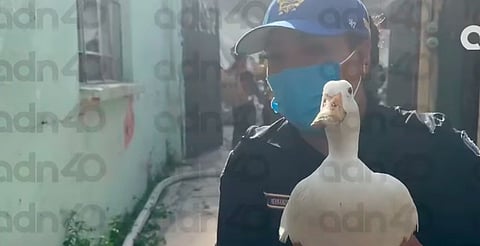 Rescatan con vida a un patito durante las labores de emergencia