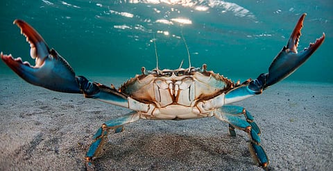 Prohíben extraer cangrejo azul en Veracruz; habrá sanciones por incumplir