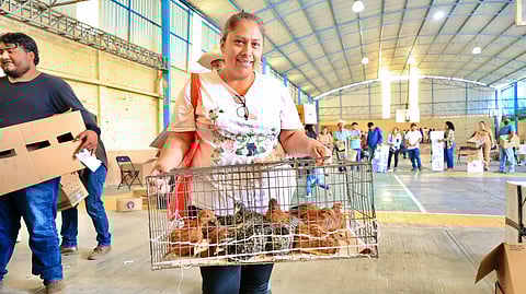 Sader entrega 12 mil aves y hongos seta para la producción de alimentos en Michoacán