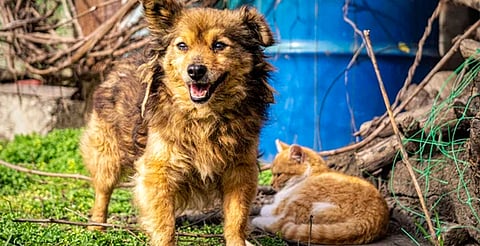 ¡Atentos! Campaña gratuita de esterilización de perros y gatos en Campo Nubes