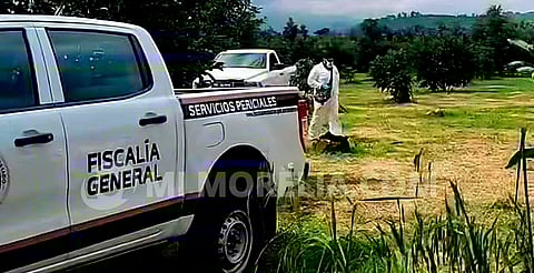 Michoacán: hallan dos cuerpos semienterrados en huerta de aguacates