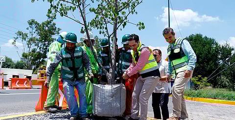 Reubican más de 100 árboles por obra de distribuidor salida a Pátzcuaro
