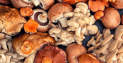 ¡Degustación, disfraces y ciencia! Así será la expo de hongos en Morelia por su 40 aniversario