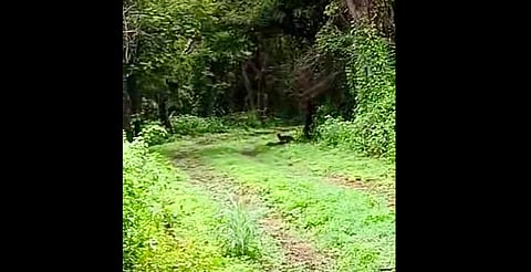 Graban por primera vez un yaguarundí en zona arqueológica de Xochicalco, Morelos [Video]