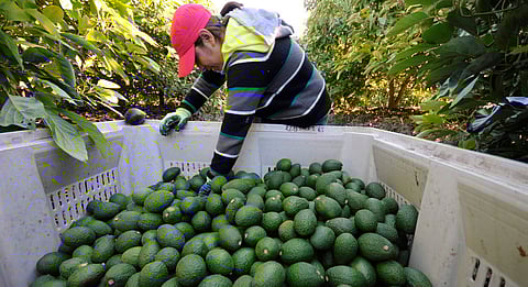Reporta Sedeco 3 mil trabajadores del sector aguacatero afiliados al IMSS