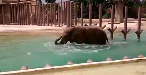 Elefanta "Ely" enfrenta enfermedades crónicas; seguirá en Zoológico de Aragón