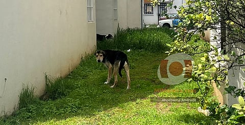 IMPA interviene en El Vergel ante reporte de jauría de perros