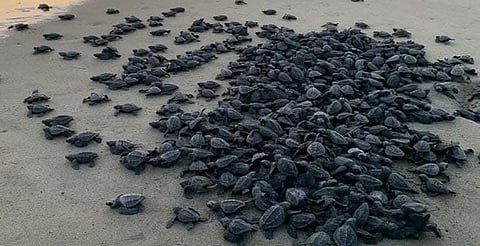 Logro para la naturaleza, temporada 2025 romperá récord de liberaciones de tortuga marina: Compesca