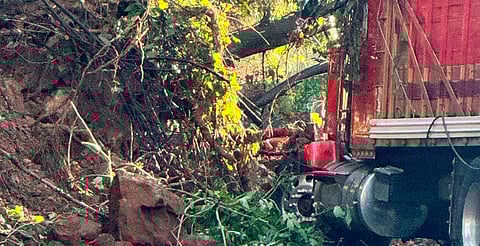 ¡Precaución! Caída de árbol bloquea carretera Uruapan-Pátzcuaro