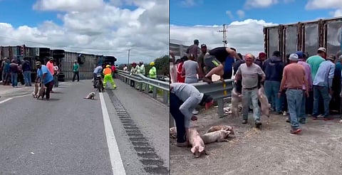 Vuelca tráiler con cerditos y desata rapiña en San Luis Potosí [VIDEO]  