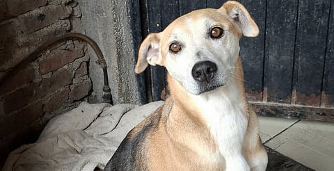 Morelia tendrá feria de adopción y vacunación gratuita para mascotas este 20 de septiembre