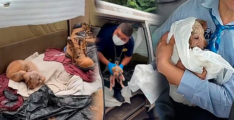 Morelia: cachorro pasó días encerrado en camioneta y así fue su rescate [VIDEO]