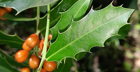 Descubre la hierba que alivia la gastritis y úlceras