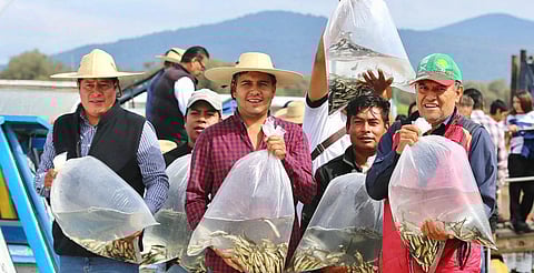 Estos productos de Michoacán recibirán protección con Indicación Geográfica