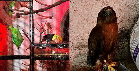 Aseguran inmueble, 10 vehículos y animales exóticos en Queréndaro, Michoacán