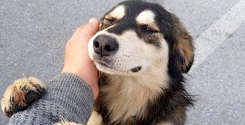 Día del Perro Adoptado: rescates rebasan 80% adopciones