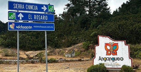 Iluminan parador de la mariposa monarca sin afectar su santuario