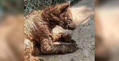 El Zoológico llamado La Pastora acumula denuncias por abandono y tráfico de especies