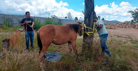 Rescatan a yegua atropellada en Jesús del Monte; será resguardada