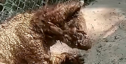 Osa Mina es trasladada a la Fundación Invictus en Hidalgo para atención médica