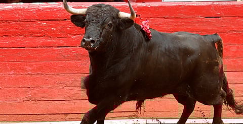 Gobierno de Morelia acata permiso judicial para corrida de toros: Alfonso Martínez 