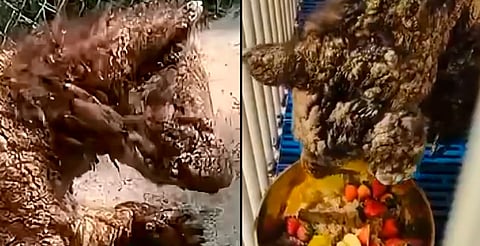 Osa Mina ya está en Fundación Invictus y recibe atención, confirma Profepa