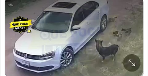 VIDEO: Abandona a perrita con sus 10 cachorros, en Aguascalientes