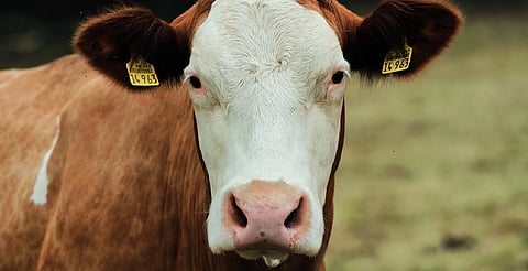 México bajo amenaza; brote de gusano barrenador se dispara