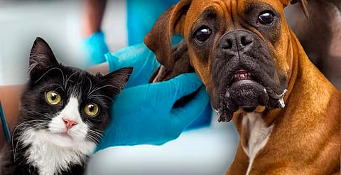 Esteriliza y vacuna a tu mascota gratis en Morelia: checa cuándo y dónde