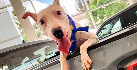 Invita asociación Meraki a su feria de adopción este sábado en Morelia