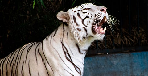 ¡Aún hay tiempo! Zoo de Morelia extiende registro al concurso de fotografía