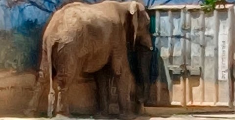 Tras nuevas denuncias, PROFEPA inspeccionará el zoológico La Pastora