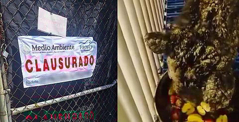 Clausuran zoológico La Pastora en Nuevo León por caso de la osa Mina