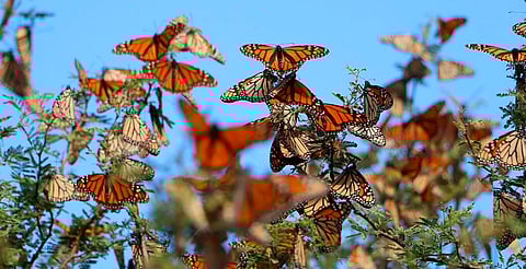 Avistan primeras mariposas monarca rumbo a México: inicia su migración