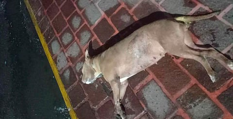 Gobierno de Paracho condena envenenamiento de perros y promete investigación transparente